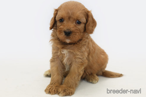 成約済の神奈川県のキャバプー:キャバリア×トイプードル-335900の3枚目